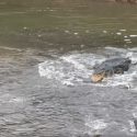 Otters and crocodile have dramatic confrontation at Sungei Buloh Wetland Reserve, Singapore News