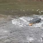 Otters and crocodile have dramatic confrontation at Sungei Buloh Wetland Reserve, Singapore News