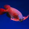 Delivery driver fined in Singapore court for throwing customer’s ,100 arowana fish in trash
