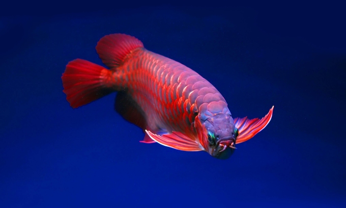 Delivery driver fined in Singapore court for throwing customer’s ,100 arowana fish in trash