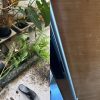 ‘Disheartening’: Bukit Batok resident files police report after home garden gets destroyed, Singapore News