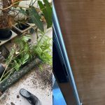 ‘Disheartening’: Bukit Batok resident files police report after home garden gets destroyed, Singapore News