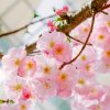 Gardens by the Bay Sakura display returns with Ishikawa-inspired landscapes, Sanrio characters, and anime
