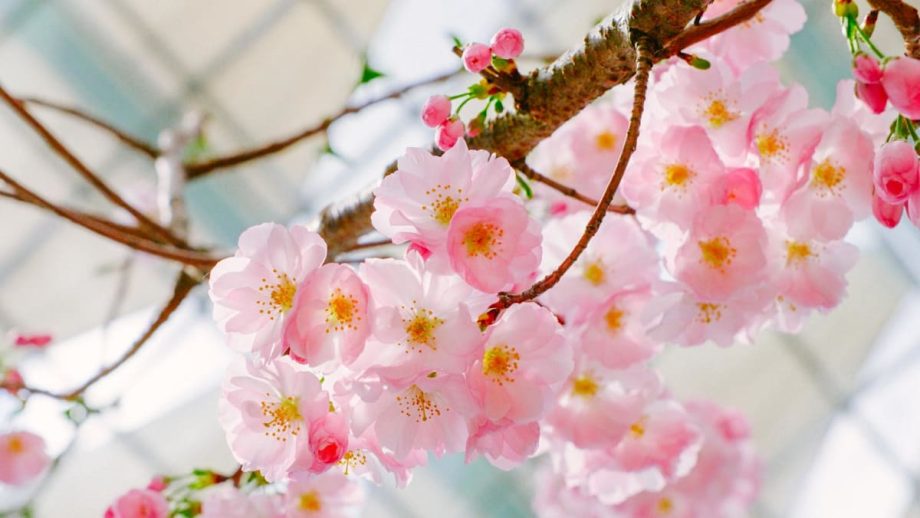 Gardens by the Bay Sakura display returns with Ishikawa-inspired landscapes, Sanrio characters, and anime