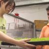 Local vegetable farms warn of up to 10% price hikes amid Iran war disruptions