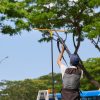 Crow shooting resumes in 9 districts, starting with Yishun