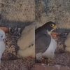 Peregrine falcon fledgling found grounded at South Bridge Road takes flight again, Singapore News