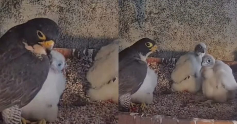 Peregrine falcon fledgling found grounded at South Bridge Road takes flight again, Singapore News