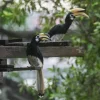 Learn about Singapore’s native animal species in ST’s April activity page for kids