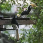 Learn about Singapore’s native animal species in ST’s April activity page for kids