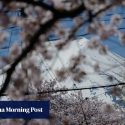 Cherry blossoms and Mount Fuji draw tourists to Japanese town. The locals are not happy