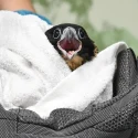 Second of four peregrine falcon chicks in Singapore found dead