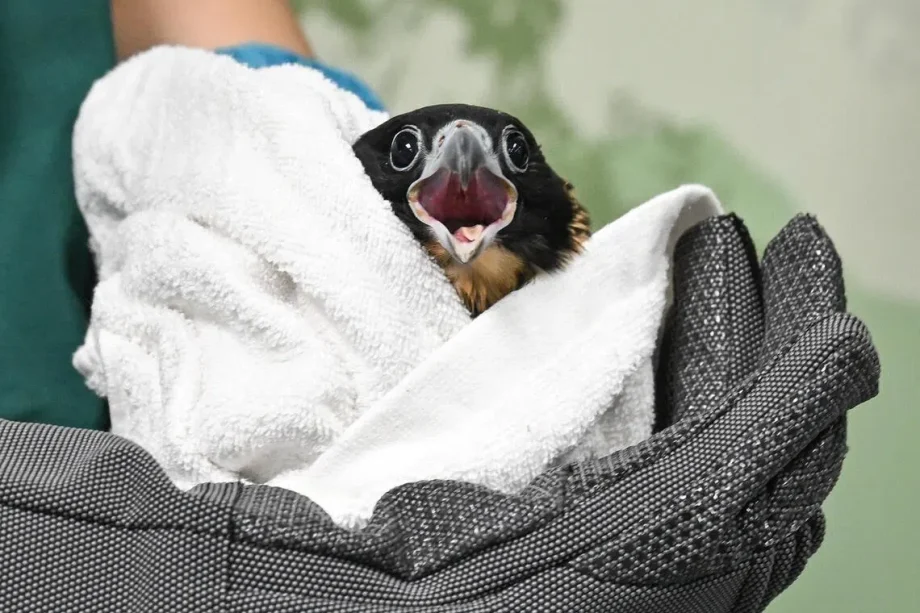 Second of four peregrine falcon chicks in Singapore found dead