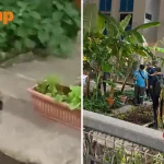 Huge rat tries to escape after getting caught in glue traps at Ang Mo Kio block