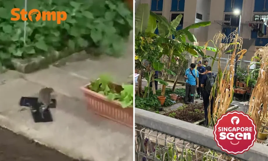 Huge rat tries to escape after getting caught in glue traps at Ang Mo Kio block