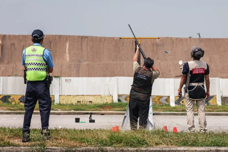 Crow shooting in Singapore: Ensuring public safety