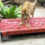 Upcycled fire hoses become animal hammocks