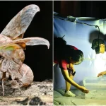 Over 7,000 cicadas caught in Tampines Changkat by task force