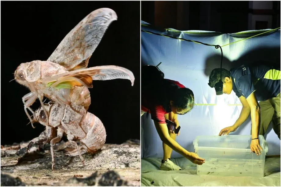 Over 7,000 cicadas caught in Tampines Changkat by task force