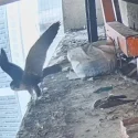 Flap, flap: One of S’pore’s newest peregrine falcon chicks caught on camera taking flight