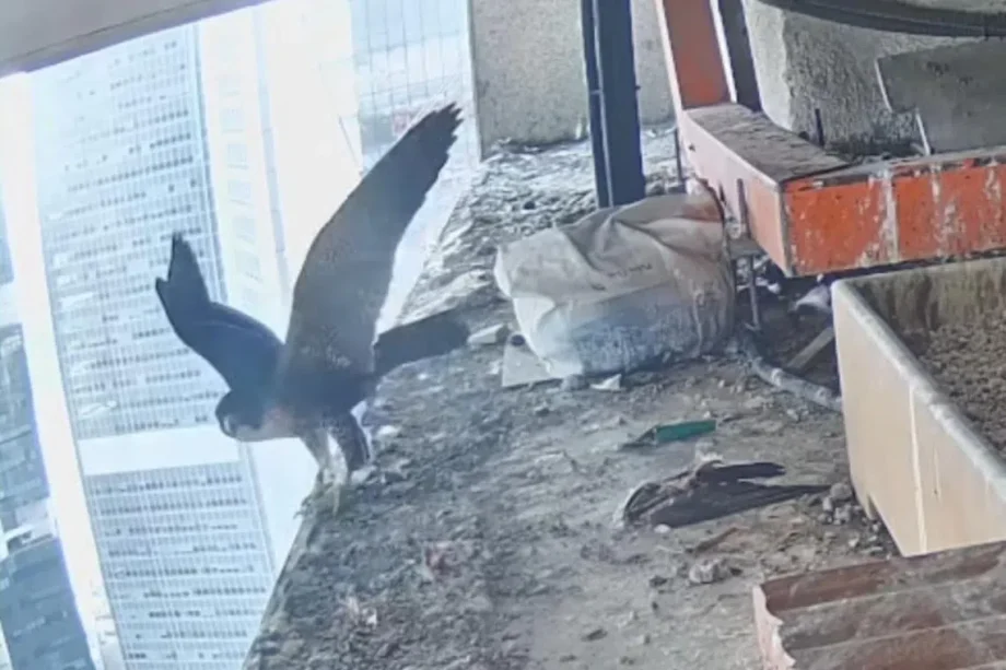 Flap, flap: One of S’pore’s newest peregrine falcon chicks caught on camera taking flight