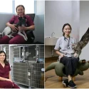 The vets in Singapore who perform surgery, offer behavioural therapy and safeguard animal welfare