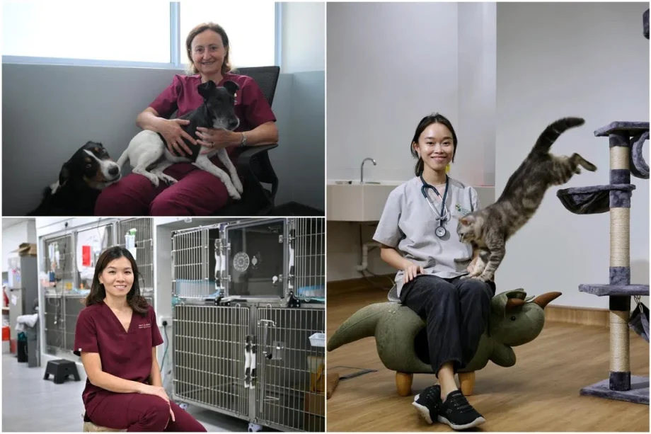 The vets in Singapore who perform surgery, offer behavioural therapy and safeguard animal welfare