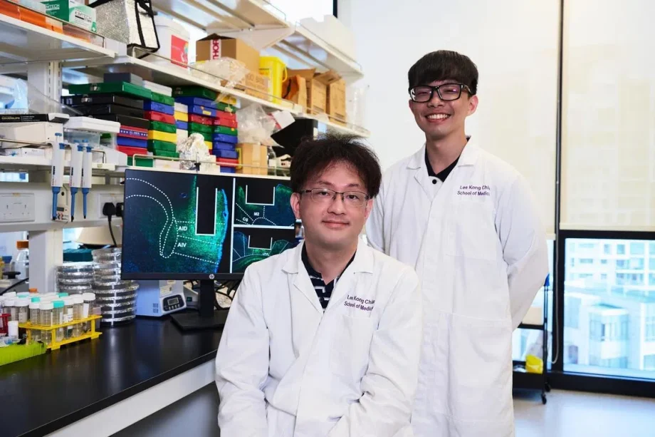 Brain regions and impulsive behaviour: New study