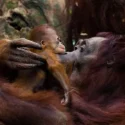 Mandai Wildlife Reserve welcomes critically endangered orang utan baby