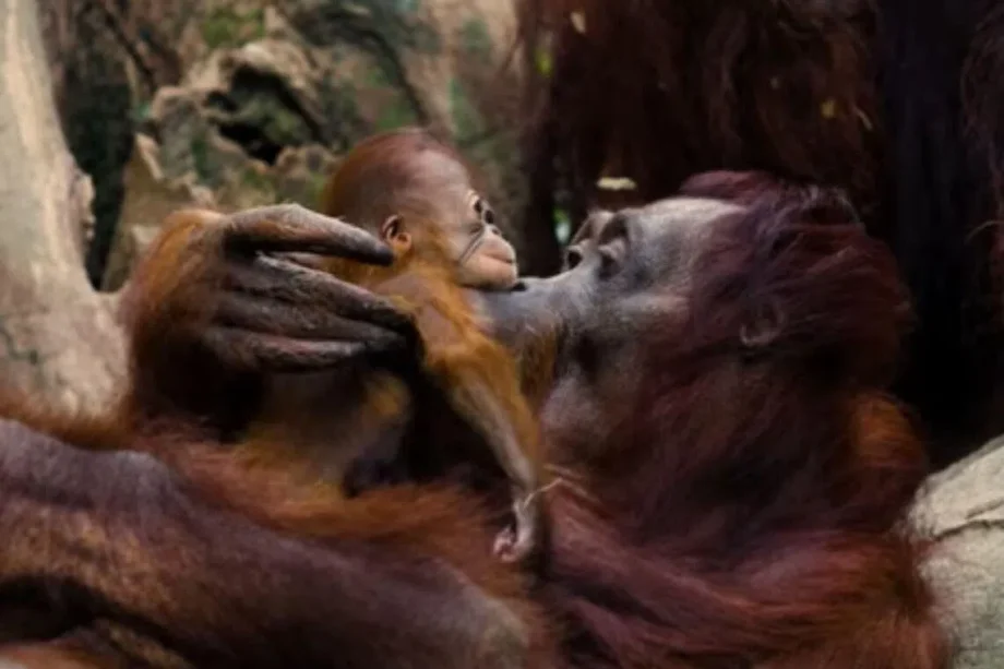 Mandai Wildlife Reserve welcomes critically endangered orang utan baby