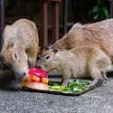 Capy birthday: Celebrations for Mandai’s new capybara pup kick off at River Wonders on April 3