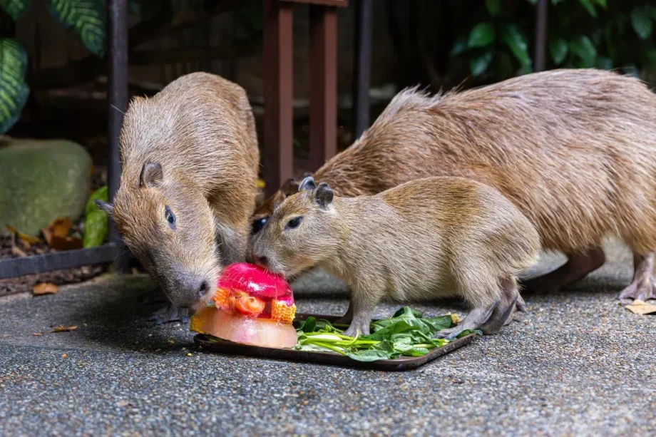 Capy birthday: Celebrations for Mandai’s new capybara pup kick off at River Wonders on April 3