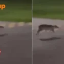 Blink and you’ll miss it: Rare mousedeer spotted at Pasir Ris Park at 3am