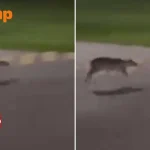 Blink and you’ll miss it: Rare mousedeer spotted at Pasir Ris Park at 3am