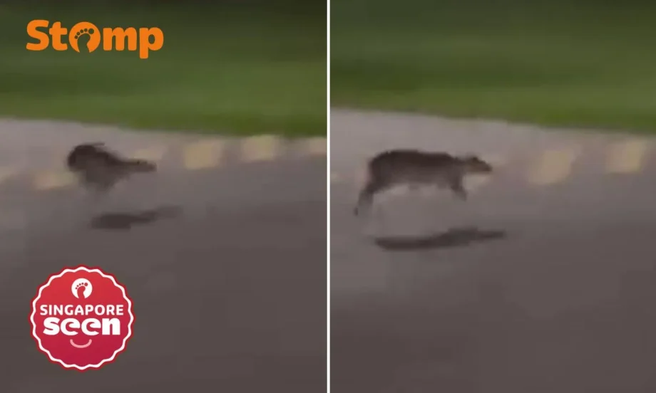 Blink and you’ll miss it: Rare mousedeer spotted at Pasir Ris Park at 3am