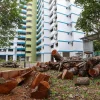 Mature Khaya, sea apple trees being replaced around Singapore for safety reasons: NParks
