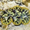 Conserving giant clams in South-east Asia