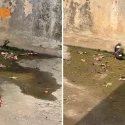 Myna repeatedly ‘dive-bombs’ monitor lizard in Bukit Panjang canal, leaving Stomper impressed