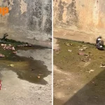 Myna repeatedly ‘dive-bombs’ monitor lizard in Bukit Panjang canal, leaving Stomper impressed