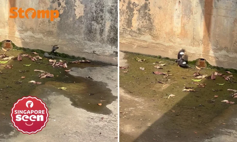 Myna repeatedly ‘dive-bombs’ monitor lizard in Bukit Panjang canal, leaving Stomper impressed