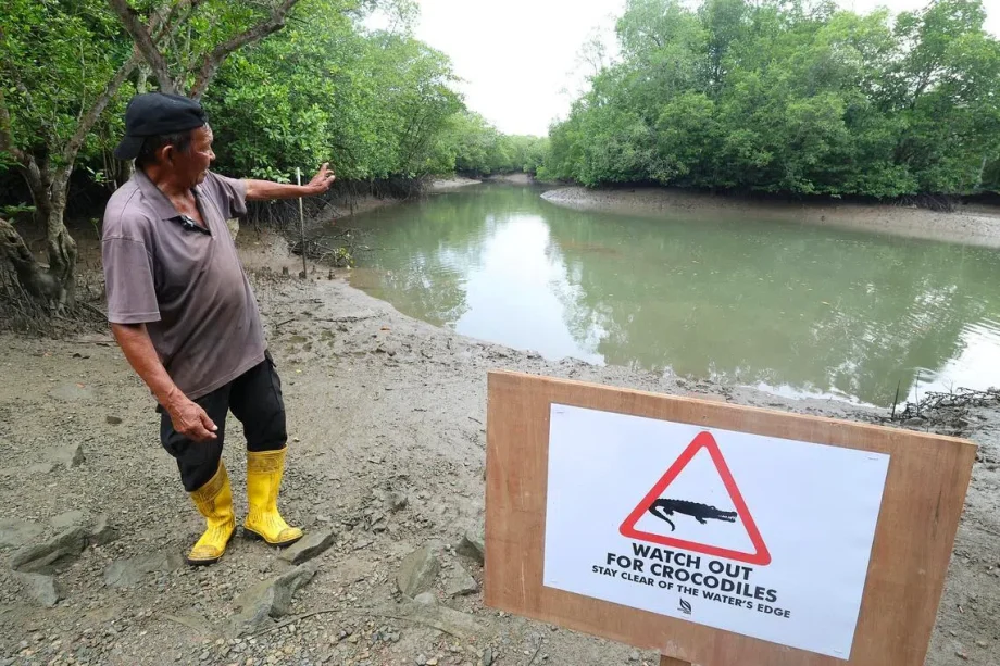 Crocodile sightings near Pulau Ubin: NParks advises caution