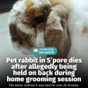 @mothershipsg Lucky, the 13-month-old rabbit, had no known health issues prior t…