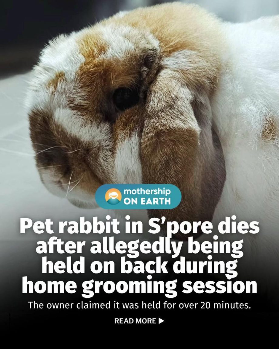 @mothershipsg Lucky, the 13-month-old rabbit, had no known health issues prior t…