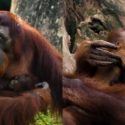 Video of Singapore Zoo’s baby orangutan wins hearts online, Singapore News
