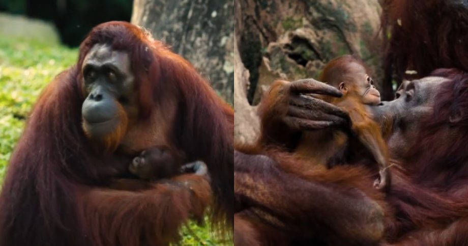 Video of Singapore Zoo’s baby orangutan wins hearts online, Singapore News Video of Singapore Zoo’s baby orangutan wins hearts online, Singapore News