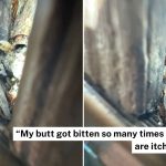 Outdoor seating area in Ang Mo Kio allegedly infested with bedbugs, Town Council says they’re cockroaches