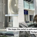 Woman finds baby owl perched atop car in Bukit Batok, cares for it until NParks’ arrival