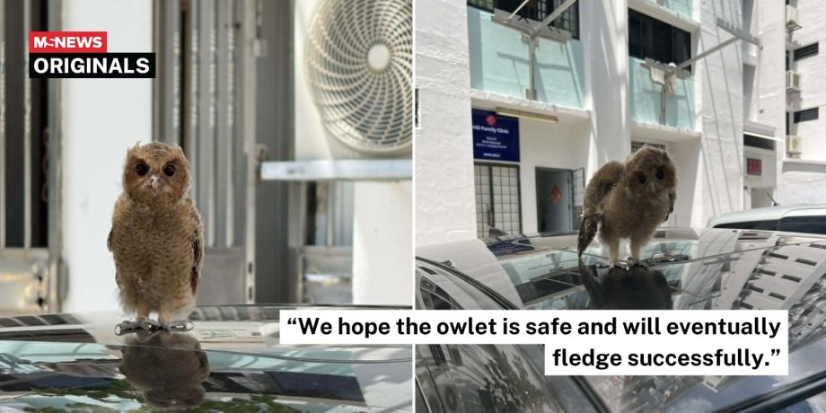 Woman finds baby owl perched atop car in Bukit Batok, cares for it until NParks’ arrival