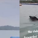‘Close to panicking’: Kayakers mistake wild boar swimming off Pasir Ris Park as crocodile, Singapore News