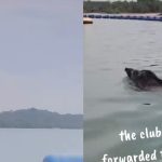 ‘Close to panicking’: Kayakers mistake wild boar swimming off Pasir Ris Park as crocodile, Singapore News